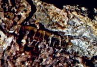 /album/galerie-photos/tunnel-de-cambo-epidote-7009-mod2-jpg1/